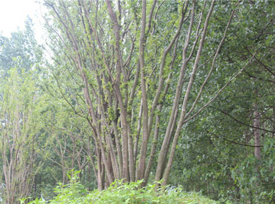 安徽樸樹苗木哪家好