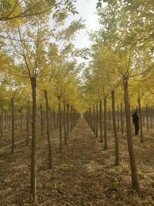 錦州白蠟小苗繁育基地苗木新聞