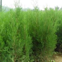 山東綠化苗木價格,山東綠化苗木批發價格