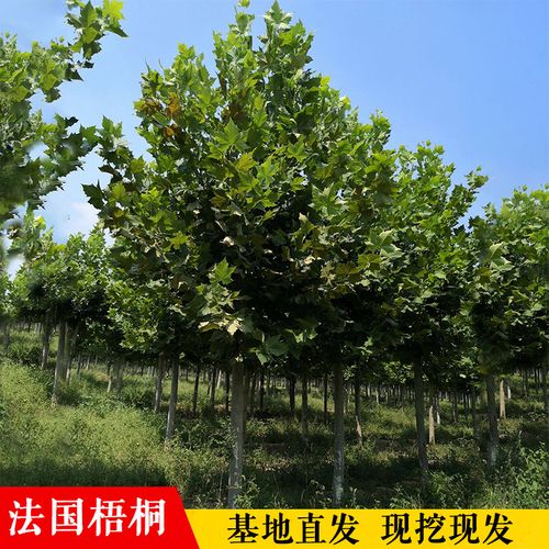 法國(guó)梧桐樹(shù)樹(shù)苗大樹(shù)庭院遮陽(yáng)風(fēng)景樹(shù)行道綠化苗木梧桐青桐樹(shù)苗