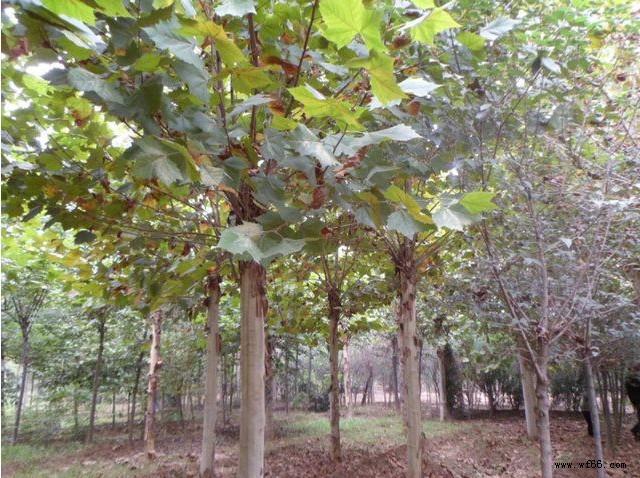 供應(yīng)綠化苗木 喬木類 青桐 桐麻 梧桐樹(shù) 規(guī)格齊全 量大優(yōu)惠圖片_5