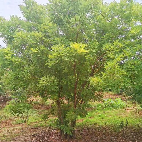 園林綠化喬木苗木 叢生黃金槐樹(shù)苗 叢生金枝槐大樹(shù)