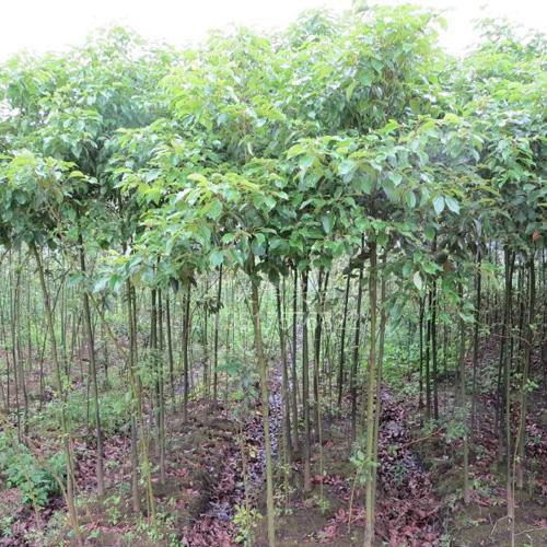 苗木供應(yīng)園林植物產(chǎn)地