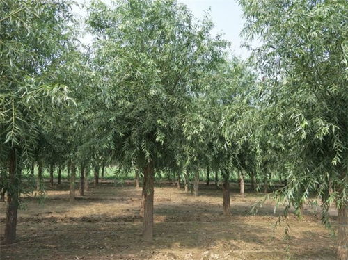 阿巴嘎6公分饅頭柳多少錢10公分饅頭柳國家供應商 博野