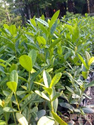 【漳州龍船花袋苗消息、基地直銷】綠化苗木,價格,廠家,供應(yīng)商,花木,龍海市東泗興輝園藝場