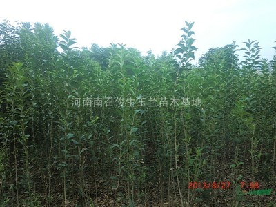 河南南召俊生玉蘭苗木基地