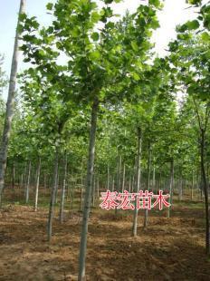 供應(yīng)2014年山東濟(jì)寧7公分法桐滑桿帶土球價格_農(nóng)副產(chǎn)品