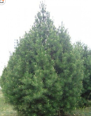 廠家直銷白皮松 山東圖片|廠家直銷白皮松 山東產(chǎn)品圖片由泰安嘉祺苗木種植銷售有限公司公司生產(chǎn)提供