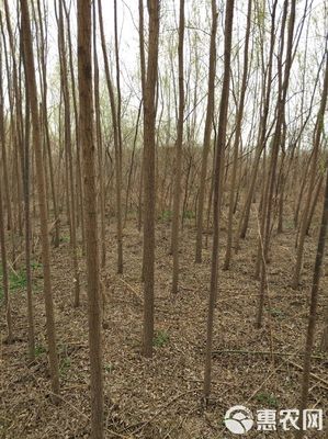 柳樹量大需要的抓緊聯(lián)系