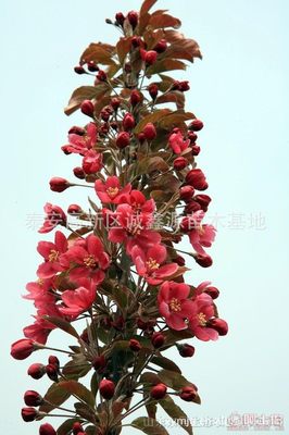 【批發西府海棠小苗北美海棠苗廠家直銷北美海棠綠化苗木】泰安高新區誠鑫源苗木基地 - 產品庫