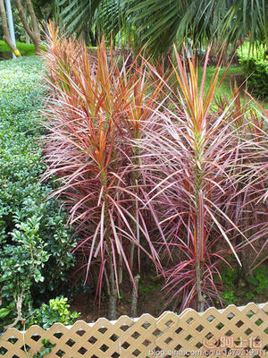 【室內綠化觀賞植物馬尾鐵、自產自銷】綠化苗木,價格,廠家,供應商,花木,龍海市東泗興輝園藝場 - 產品庫