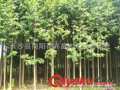 喬木-湖南向陽花木合作社供10公分優(yōu)質(zhì)樂昌含笑-長沙縣向陽花卉苗木專業(yè)合作社提供喬木-湖南向陽花木合作社供10公分優(yōu)質(zhì)樂昌含笑的相關(guān)介紹、產(chǎn)品、服務、圖片、價格長沙縣向陽花卉苗木專業(yè)合作社、香樟;桂花;廣玉蘭;樂昌含笑;羅漢松;欒樹;石榴;紅楓;杜英;櫻花;雪松;楊梅;杜鵑;金森女貞;香泡;金葉女貞;欏木石楠;紅桎木古樁;紅花繼木;十大功勞