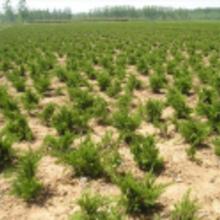 綠化苗木 龍柏價格 綠化苗木 龍柏批發(fā) 綠化苗木 龍柏廠家 