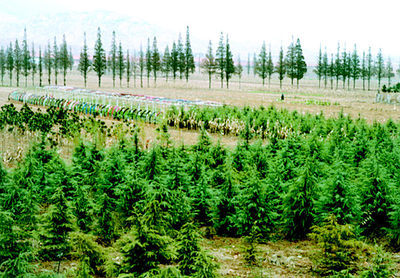 即墨鰲山衛(wèi)鎮(zhèn)秋冬時節(jié)大面積種植雪松、蜀檜等苗木,加速了公路沿線綠化進程。本報記者攝影報道(圖)