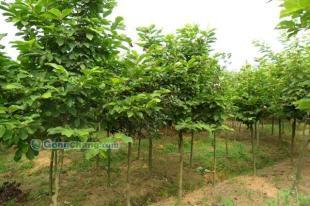 供應白玉蘭,河南苗木信息,白玉蘭信息,潢川白玉蘭,哪里有白玉蘭_農(nóng)副產(chǎn)品_世界工廠網(wǎng)中國產(chǎn)品信息庫