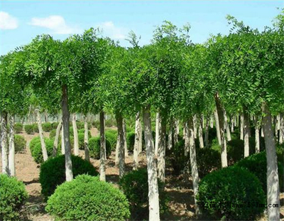 龍爪槐圖片|苗木|苗木圖庫|597苗木網(wǎng)