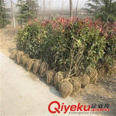 苗圃特價大量供應綠化小苗 紅葉石楠 50-80高1.1元 量大從優(yōu)-沭陽國祥苗木園藝場提供苗圃特價大量供應綠化小苗 紅葉石楠 50-80高1.1元 量大從優(yōu)的相關介紹、產(chǎn)品、服務、圖片、價格沭陽國祥苗木園藝場、綠化苗木;食用果樹;月季花卉;室內盆栽;綠化種子