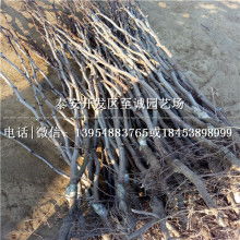 電茶壺廠家價格 電茶壺廠家公司 圖片 視頻