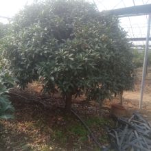 河東浩森苗木繁育中心 供應(yīng)產(chǎn)品