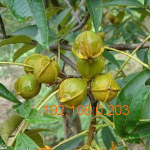 文玩核桃樹苗幾年掛果 臻淶軒工藝品sell 文玩核桃樹苗,文玩核桃樹苗幾年掛果 臻淶軒工藝品sell 文玩核桃樹苗生產(chǎn)廠家,文玩核桃樹苗幾年掛果 臻淶軒工藝品sell 文玩核桃樹苗價格