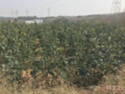 【香泡柚子苗木大量供應、價格便宜】綠化苗木,價格,廠家,供應商,花木,龍海市東泗興輝園藝場 - 產品庫