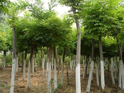 山東優質速生國槐供應商:速生國槐苗價格-山東省萊蕪市田生苗木專業合作社提供山東優質速生國槐供應商:速生國槐苗價格的相關介紹、產品、服務、圖片、價格12公分速生法桐樹、泰安櫻花樹小苗、速生法桐樹基地、雪松小苗價格、龍柱碧桃苗批發、山東造型國槐樹、