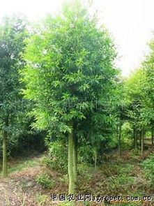 沭陽縣三旗綠化苗木場