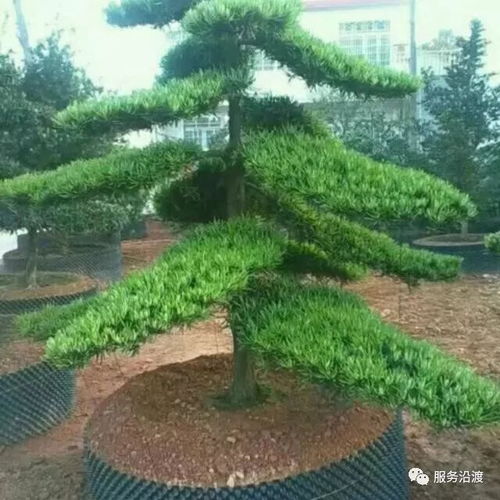 紅葉苗木基地出售精品樹苗 丹桂 羅漢松 紅葉石楠 紫薇花...量大價優