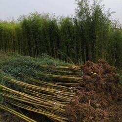 青州苗木,工程綠化苗出售