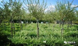 如何制定2019年苗木生產計劃