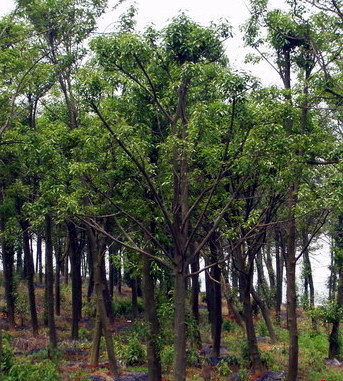 【紅果冬青供應|經營綠化苗木,承接綠化工程&hellip;蕭山寧圍苗木直銷商鋪