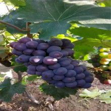 2019綠化苗木價格 報價 綠化苗木批發 第7頁 園林網