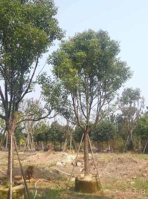 【全冠香樟袋苗供應(yīng)、種植基地直銷、價格實(shí)惠】綠化苗木,價格,廠家,供應(yīng)商,花木,龍海市東泗興輝園藝場 - 產(chǎn)品庫