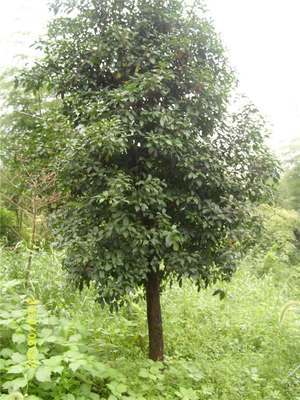 苗木-板栗苗木采購平臺求購產品詳情