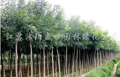 國槐-國槐產品圖片-國槐價格信息|江蘇沭陽盛世綠化苗木園藝場供應商|湖南花木網提供