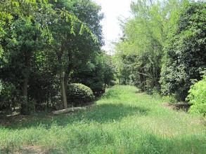 廠家直銷 山東苗木批發(fā) 定制批發(fā) 價格電議圖片_高清圖_細節(jié)圖-青島森豐源園林 -