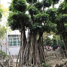 【造型小葉榕供應、基地直轄、造型優(yōu)美】綠化苗木,價格,廠家,供應商,花木,龍海市東泗興輝園藝場 - 產品庫