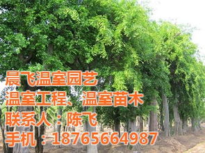 綠化苗木價格 晨飛溫室園藝 已認證 濟寧綠化苗木高清圖片 高清大圖