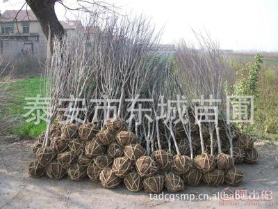 【批發石榴樹,泰安石榴苗,3公分石榴樹、薄殼核桃苗,5公分石榴樹】泰安市泰山區東城林果苗木繁育場 - 產品庫