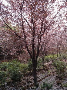 安徽嫁接紅葉李,紫葉李,紅葉桃,安徽嫁接紅葉李,紫葉李,紅葉桃生產廠家,安徽嫁接紅葉李,紫葉李,紅葉桃價格