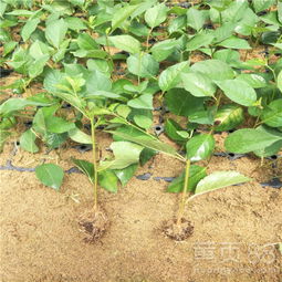 【櫻桃苗新品種皇家黑子爾出售】- 