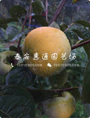 黑色柿子樹苗生產(chǎn)廠家 黑色柿子樹苗訂購優(yōu)惠新聞