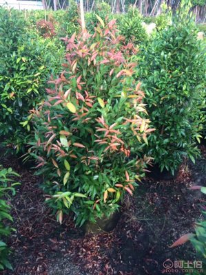 【江西綠化苗木袋苗紅車、農(nóng)戶種植】綠化苗木,價格,廠家,供應商,花木,龍海市東泗興輝園藝場 - 產(chǎn)品庫