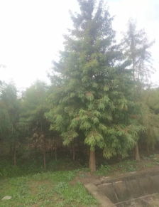 湖南曾萬輝 質(zhì)量至上,打造苗木精品