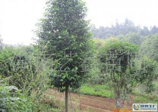 湖南長年低價出售樂昌含笑苗木 樂昌含笑苗木_農(nóng)副產(chǎn)品_世界工廠網(wǎng)中國產(chǎn)品信息庫