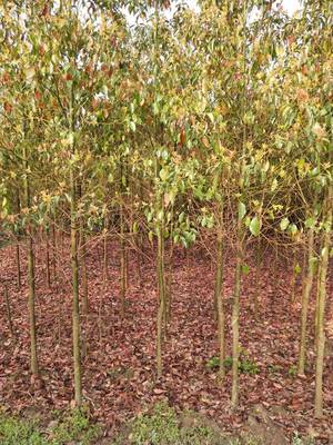 昊天園林米徑12公分香樟苗木供應價格