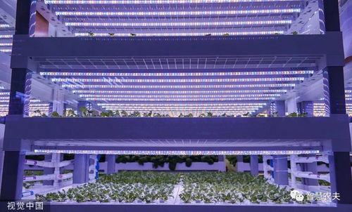 走進 植物工廠 探訪現(xiàn)代工廠化智慧育苗基地