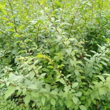 絳縣古絳鎮(zhèn)友梅苗木經(jīng)銷部 供應產(chǎn)品