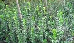 供應綠化苗木:北海黃楊、大葉黃楊、小葉葉黃楊、衛(wèi)矛_農(nóng)副產(chǎn)品_世界工廠網(wǎng)中國產(chǎn)品信息庫