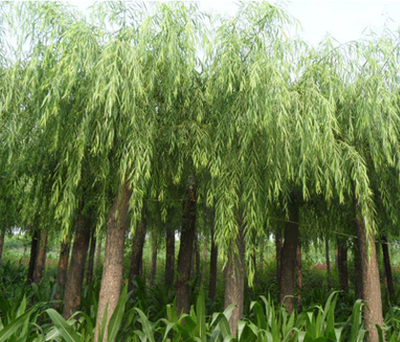 供應1~8公分垂柳綠化苗木